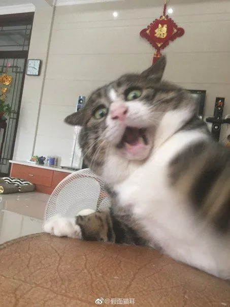 Kumpulan Foto Kucing Meme Paling Lucu Terbagus dan Terlengkap 26 Foto Kucing Meme