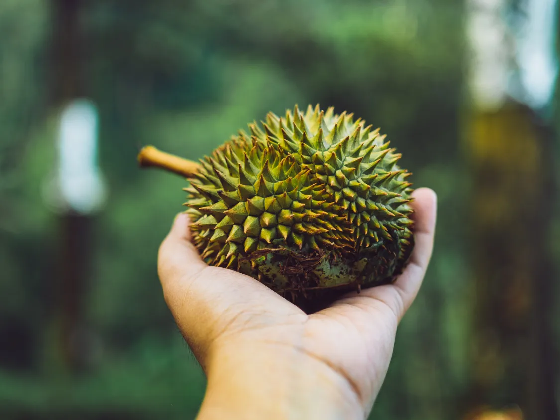 Kumpulan Foto Durian Paling Mantap Terbagus dan Terlengkap 21 Foto Durian