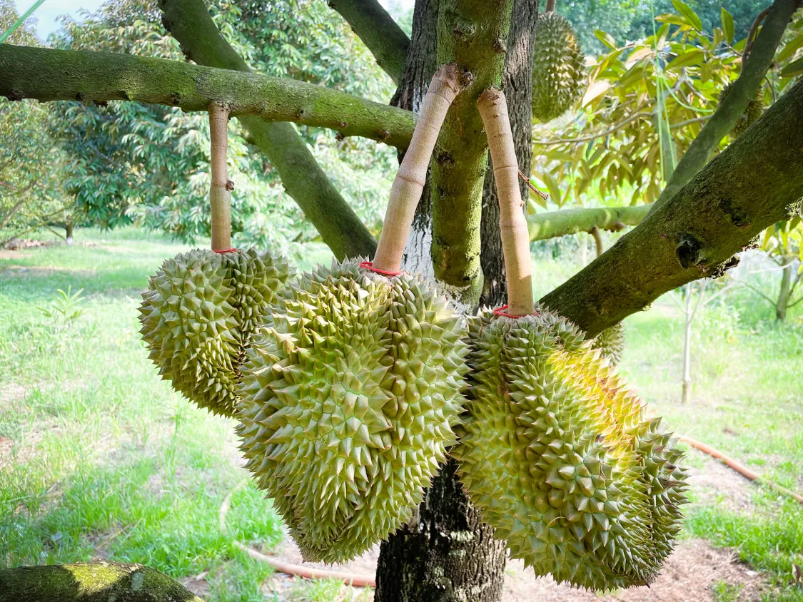 Kumpulan Foto Durian Paling Mantap Terbagus dan Terlengkap 9 Foto Durian