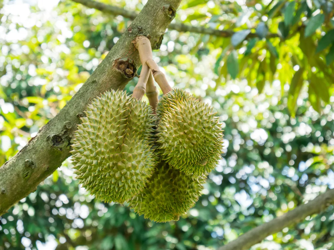 Kumpulan Foto Durian Paling Mantap Terbagus dan Terlengkap 8 Foto Durian