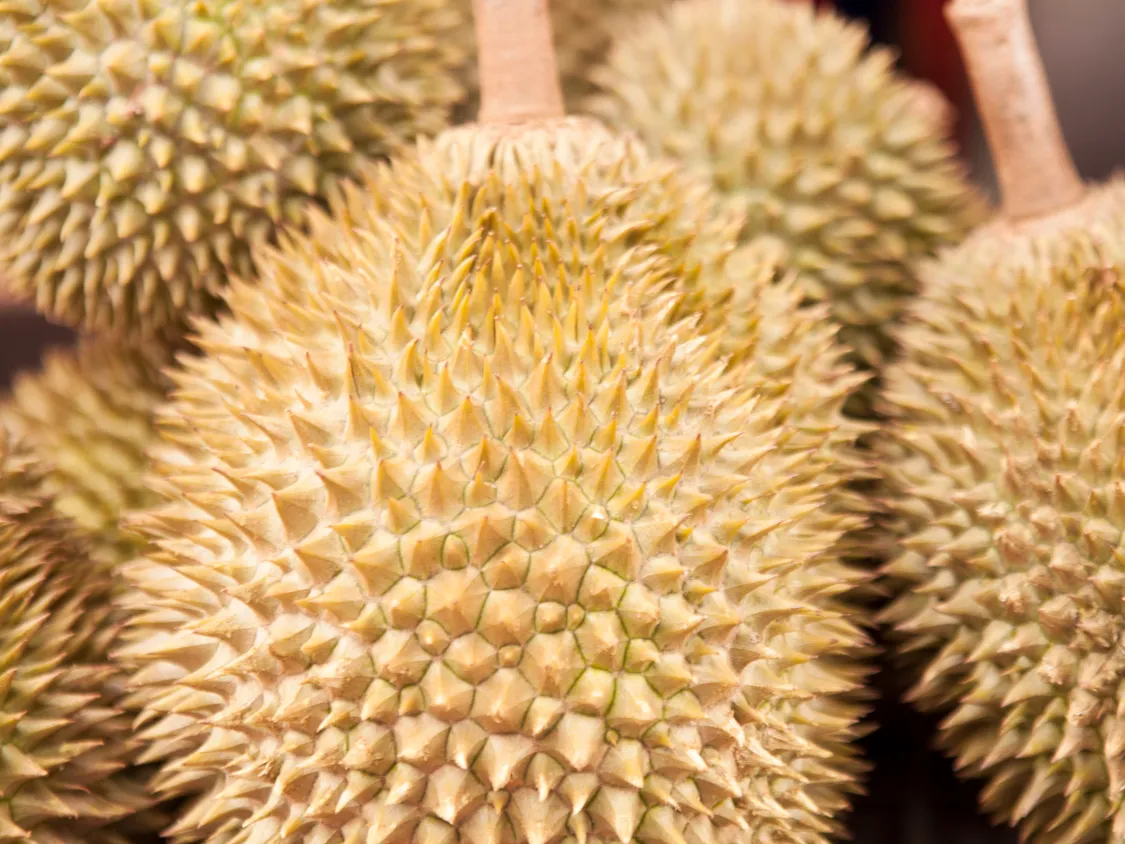 Kumpulan Foto Durian Paling Mantap Terbagus dan Terlengkap 7 Foto Durian