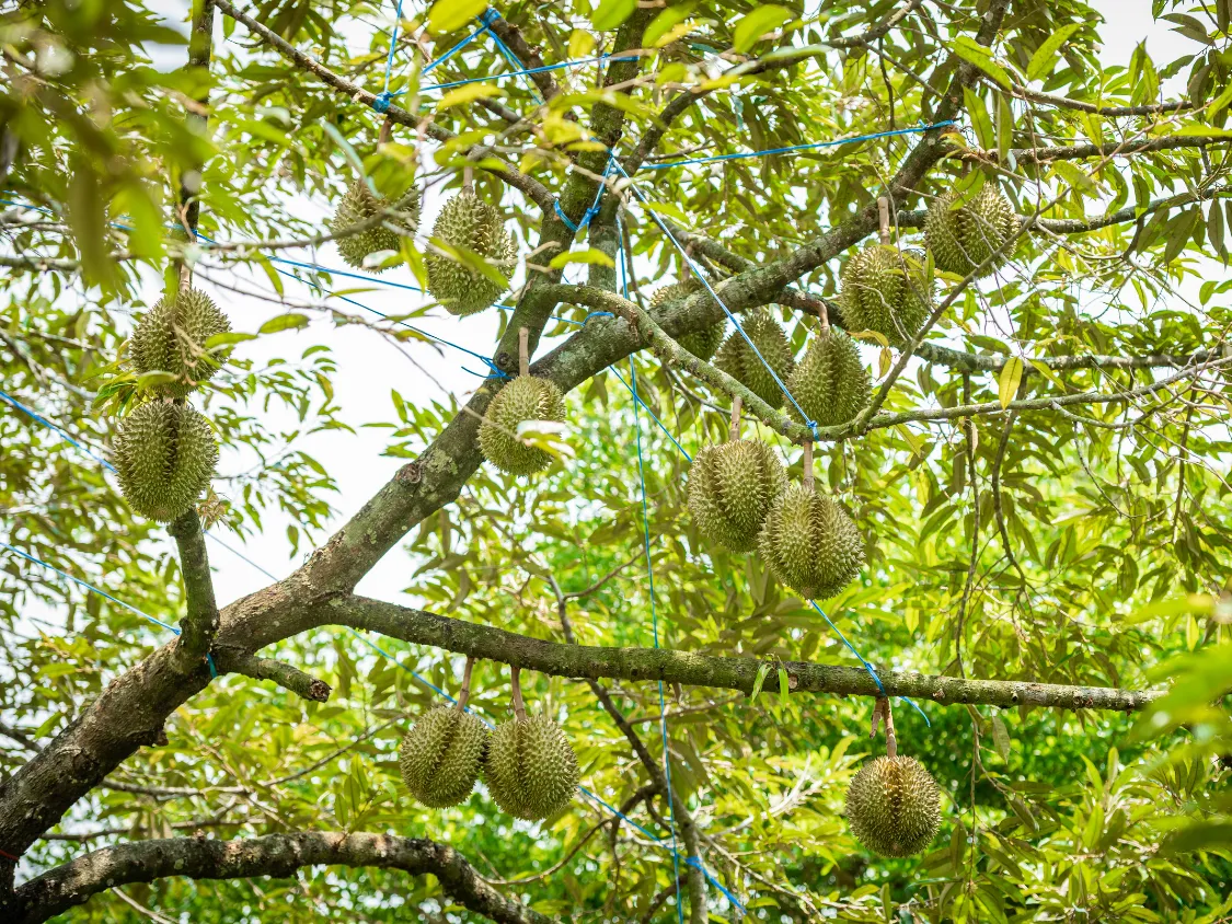 Kumpulan Foto Durian Paling Mantap Terbagus dan Terlengkap 26 Foto Durian