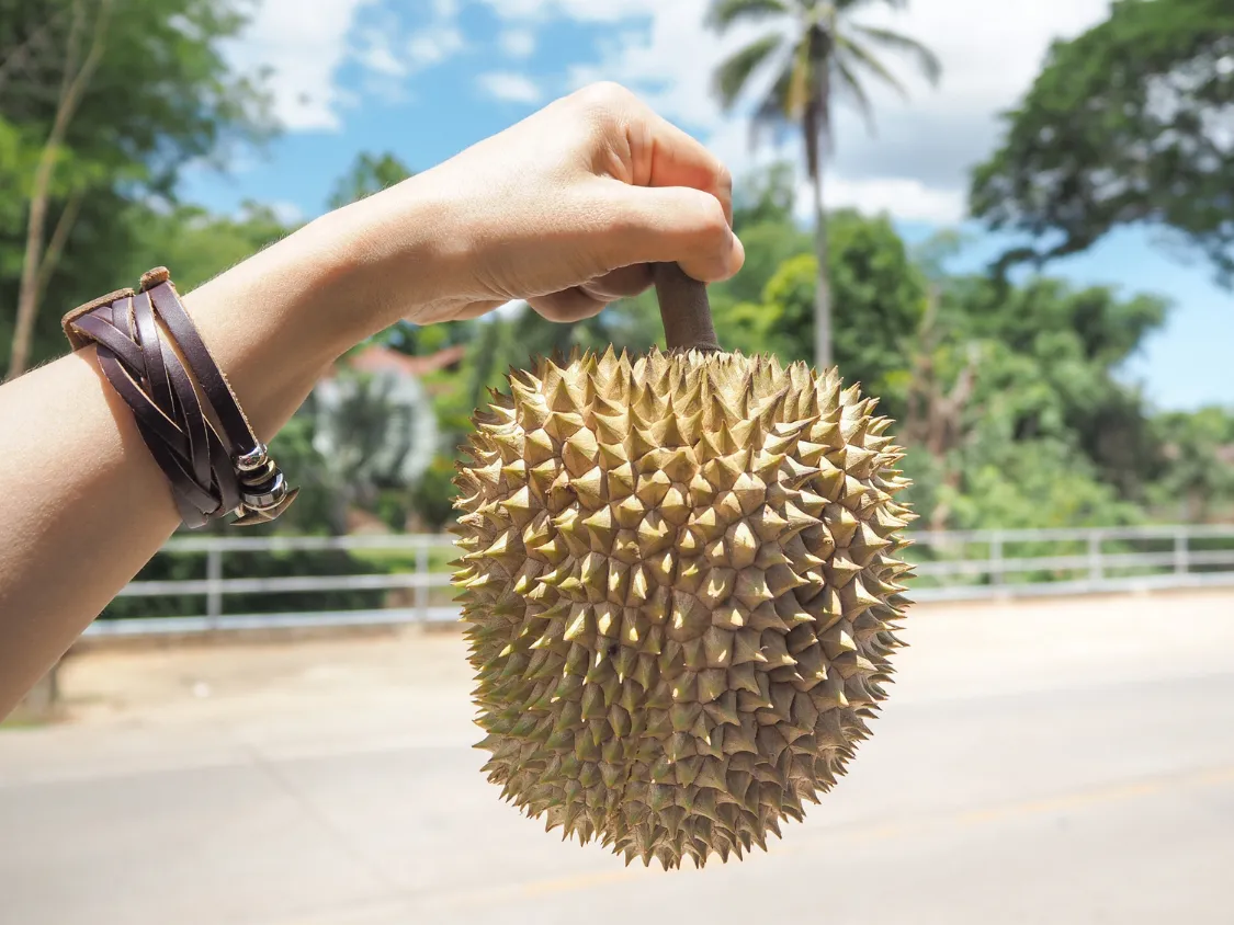 Kumpulan Foto Durian Paling Mantap Terbagus dan Terlengkap 25 Foto Durian