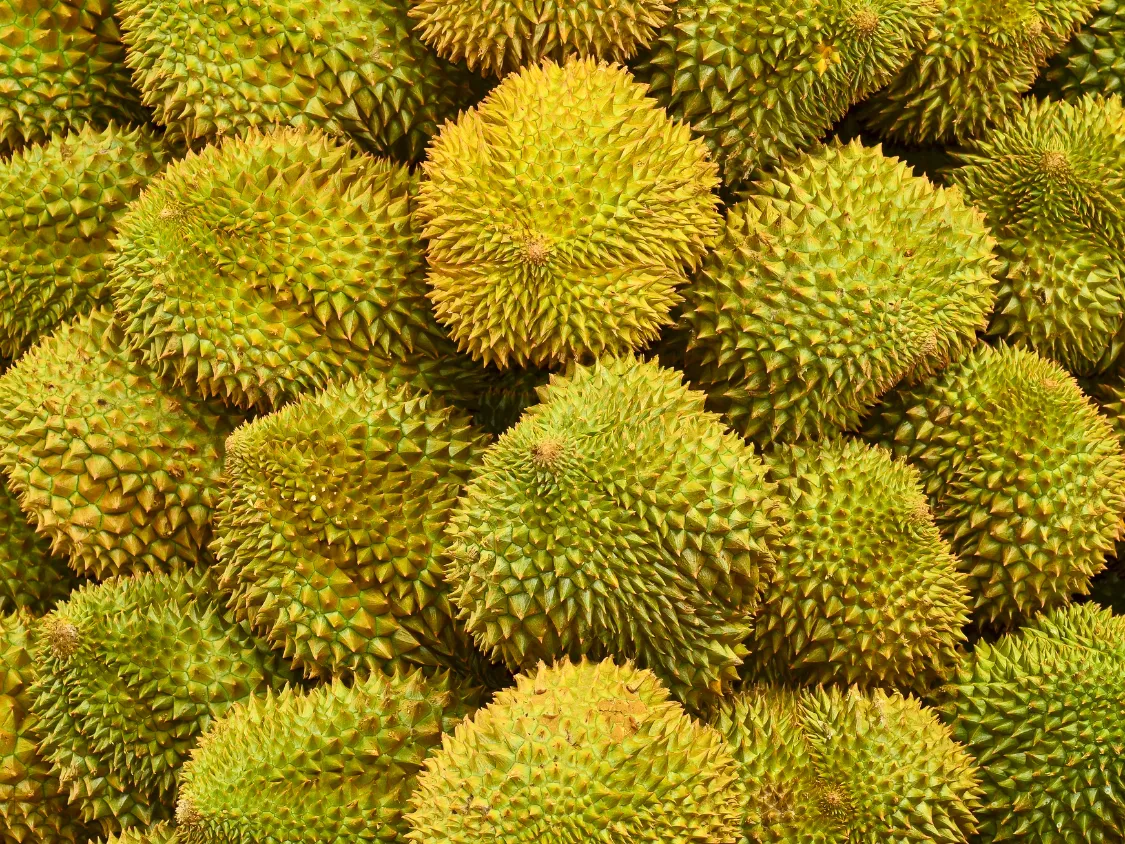 Kumpulan Foto Durian Paling Mantap Terbagus dan Terlengkap 24 Foto Durian