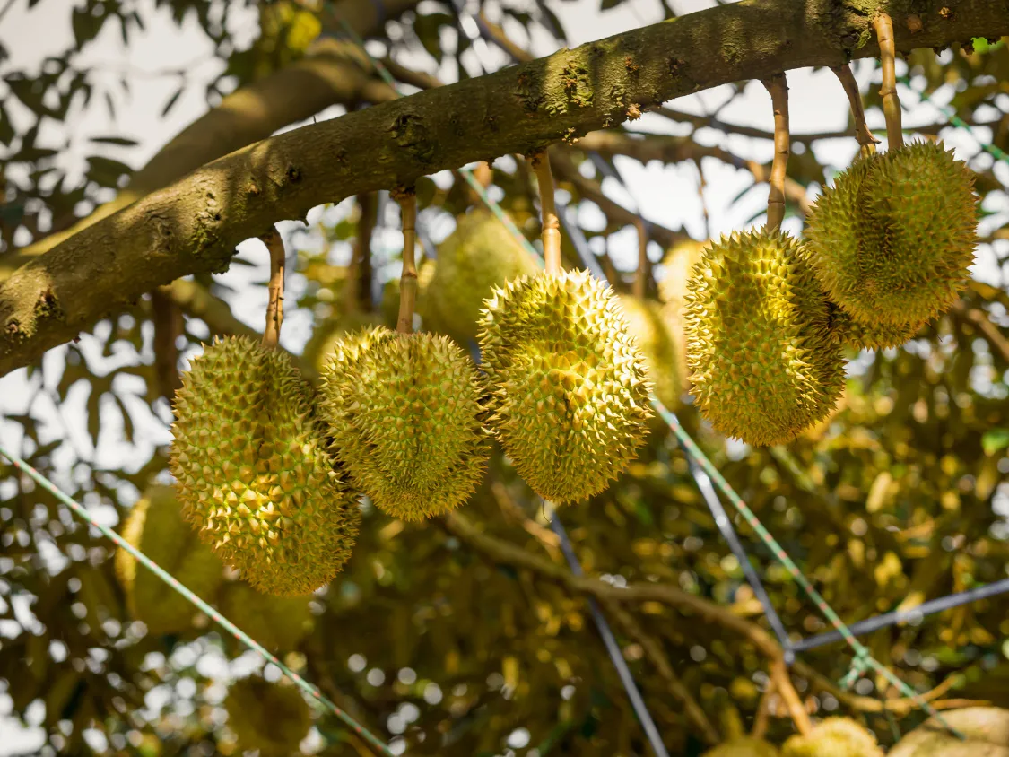 Kumpulan Foto Durian Paling Mantap Terbagus dan Terlengkap 23 Foto Durian