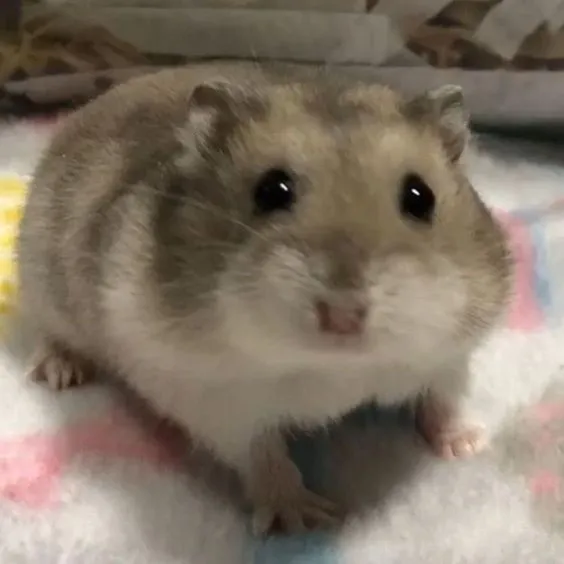 Kumpulan Foto Hamster Paling Imut Lucu Terbagus dan Terlengkap 22 Foto Hamster
