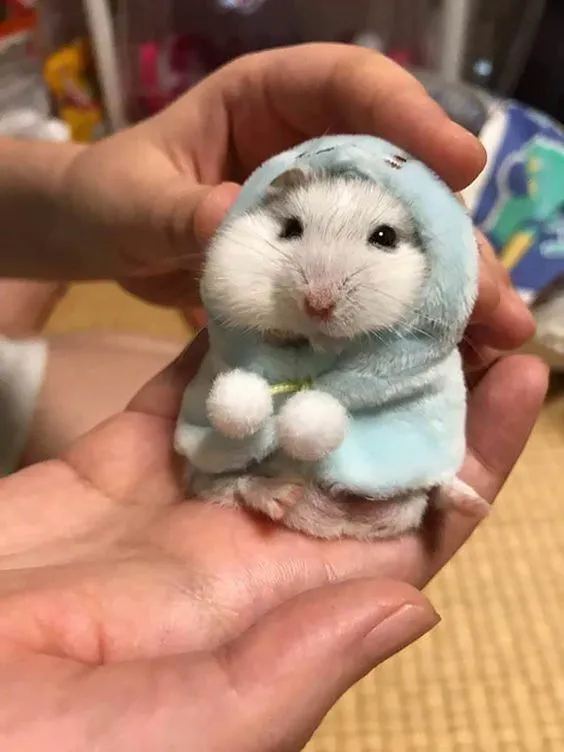 Kumpulan Foto Hamster Paling Imut Lucu Terbagus dan Terlengkap 21 Foto Hamster