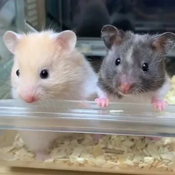 Kumpulan Foto Hamster Paling Imut Lucu Terbagus dan Terlengkap 19 Foto Hamster