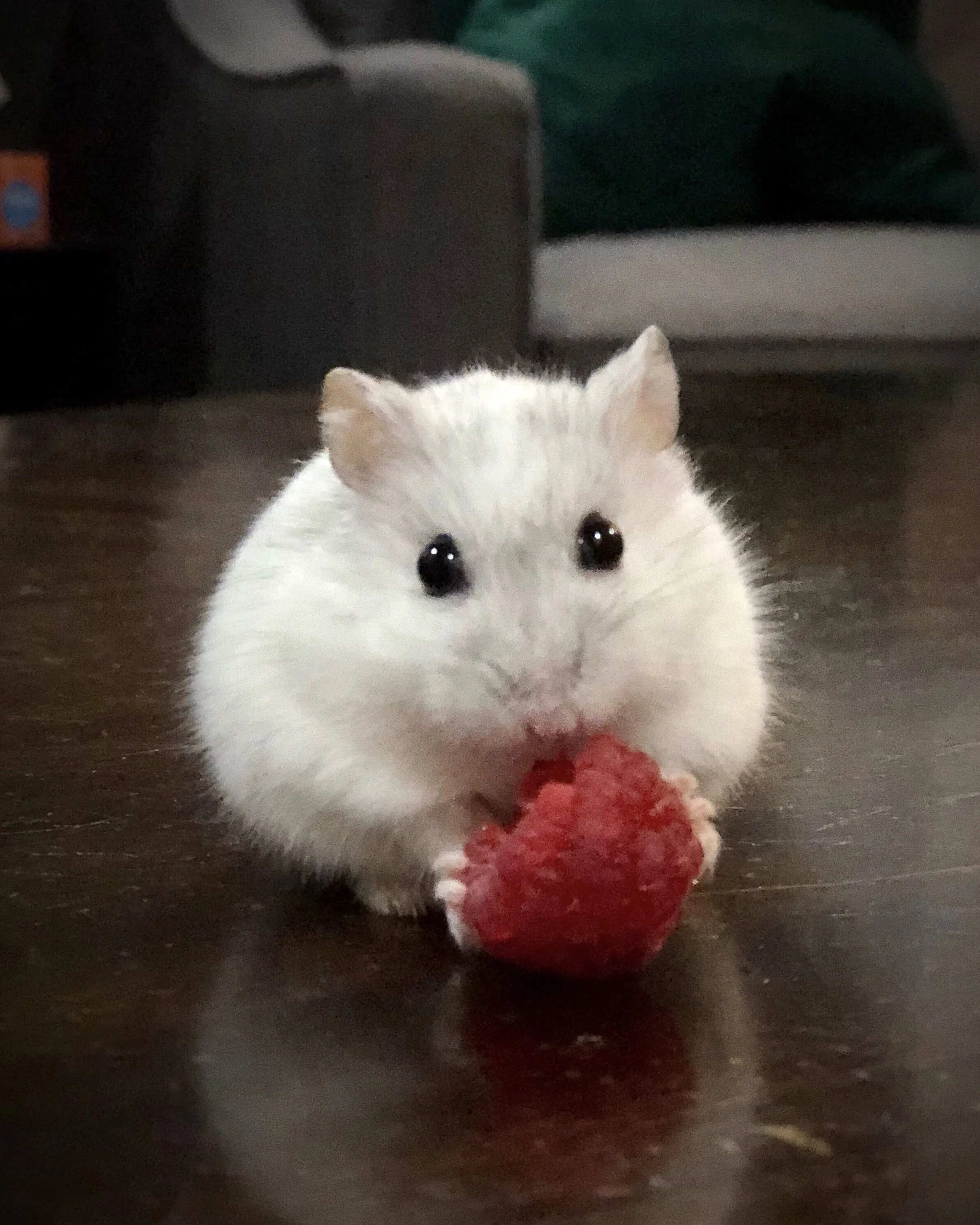 Kumpulan Foto Hamster Paling Imut Lucu Terbagus dan Terlengkap 18 Foto Hamster