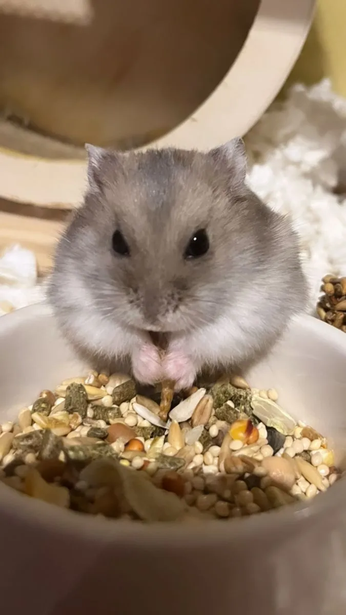 Kumpulan Foto Hamster Paling Imut Lucu Terbagus dan Terlengkap 15 Foto Hamster
