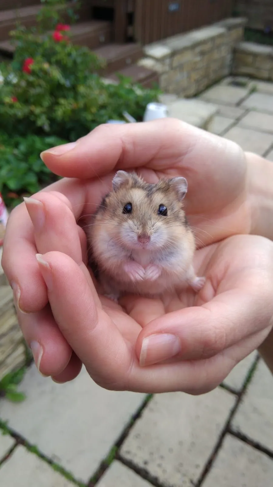 Kumpulan Foto Hamster Paling Imut Lucu Terbagus dan Terlengkap 14 Foto Hamster
