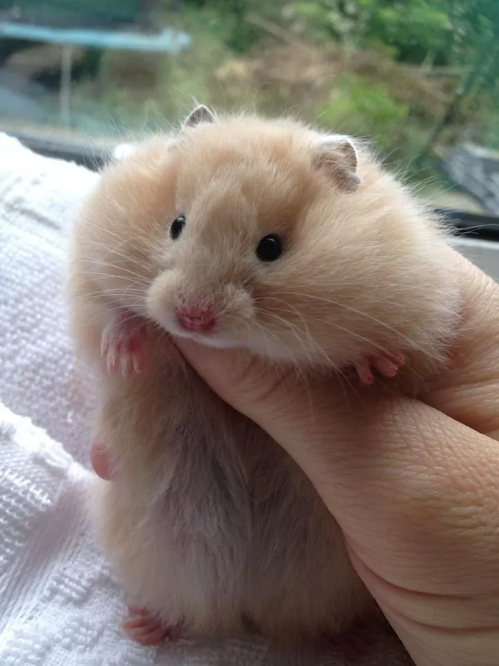 Kumpulan Foto Hamster Paling Imut Lucu Terbagus dan Terlengkap 10 Foto Hamster