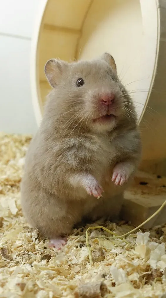 Kumpulan Foto Hamster Paling Imut Lucu Terbagus dan Terlengkap 9 Foto Hamster