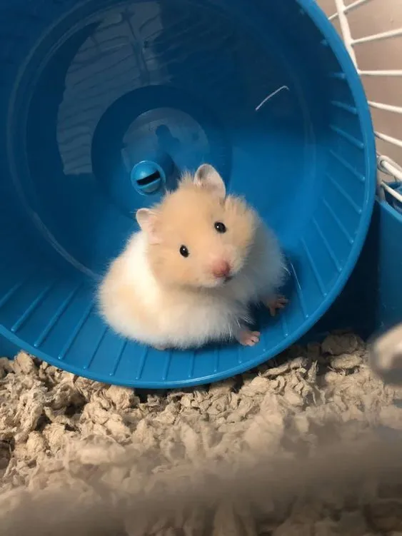 Kumpulan Foto Hamster Paling Imut Lucu Terbagus dan Terlengkap 8 Foto Hamster