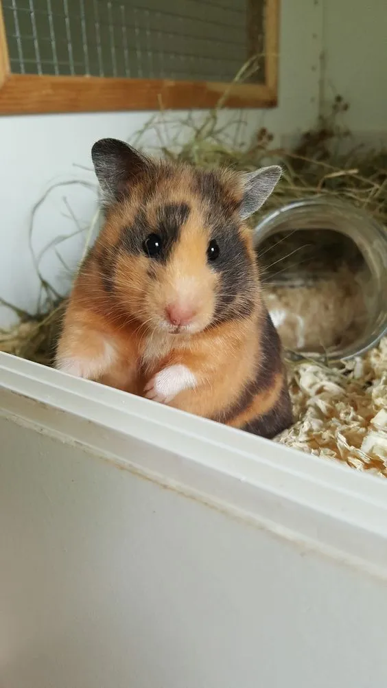Kumpulan Foto Hamster Paling Imut Lucu Terbagus dan Terlengkap 7 Foto Hamster
