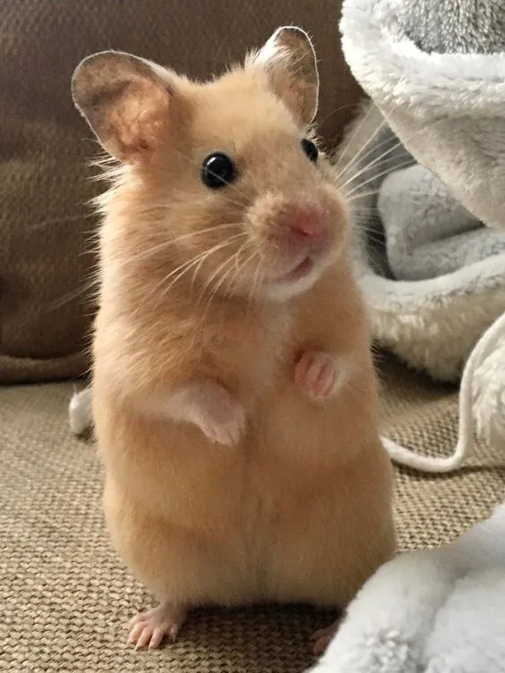 Kumpulan Foto Hamster Paling Imut Lucu Terbagus dan Terlengkap 5 Foto Hamster