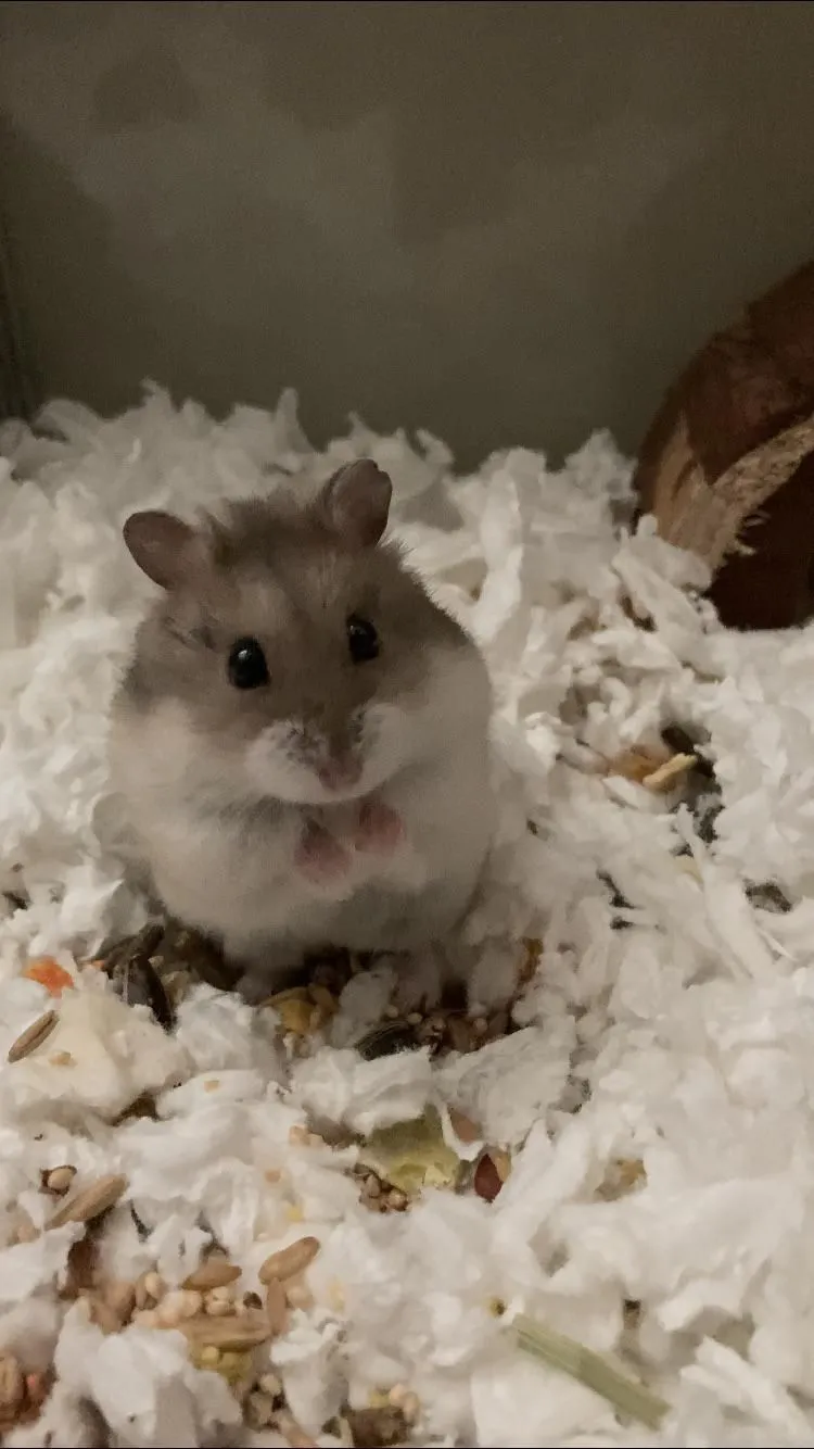 Kumpulan Foto Hamster Paling Imut Lucu Terbagus dan Terlengkap 3 Foto Hamster