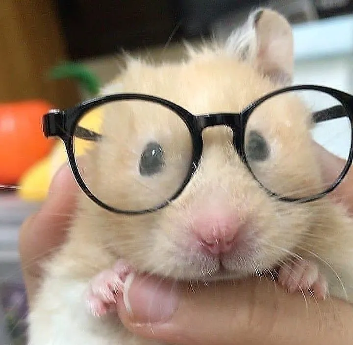 Kumpulan Foto Hamster Paling Imut Lucu Terbagus dan Terlengkap 2 Foto Hamster