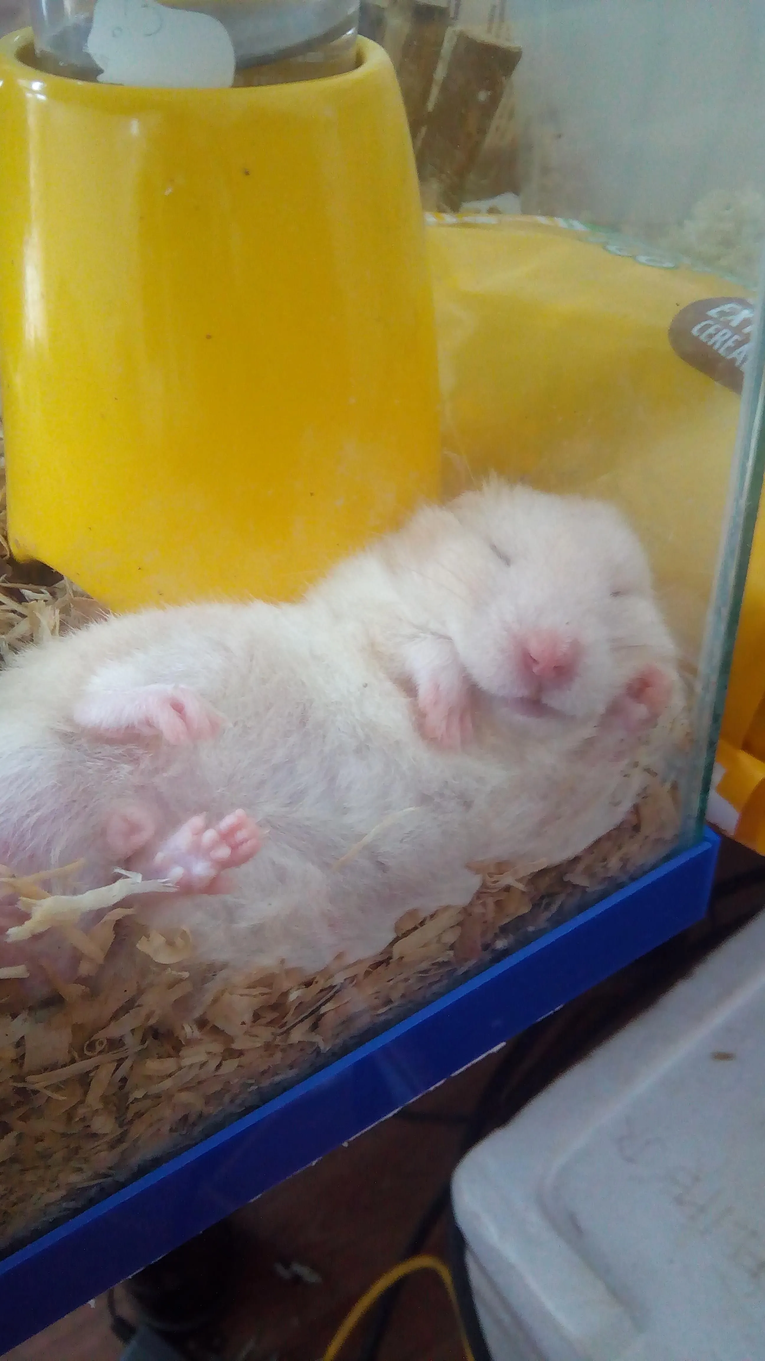 Kumpulan Foto Hamster Paling Imut Lucu Terbagus dan Terlengkap 28 Foto Hamster