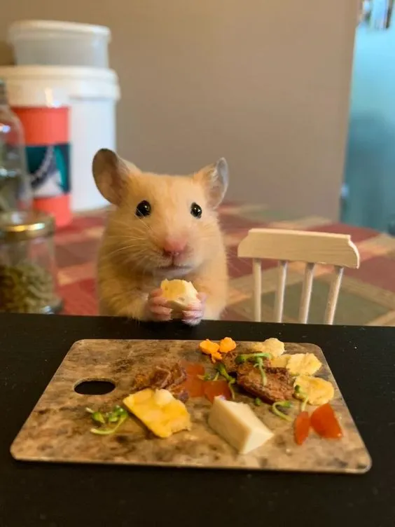 Kumpulan Foto Hamster Paling Imut Lucu Terbagus dan Terlengkap 27 Foto Hamster