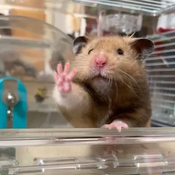 Kumpulan Foto Hamster Paling Imut Lucu Terbagus dan Terlengkap 25 Foto Hamster