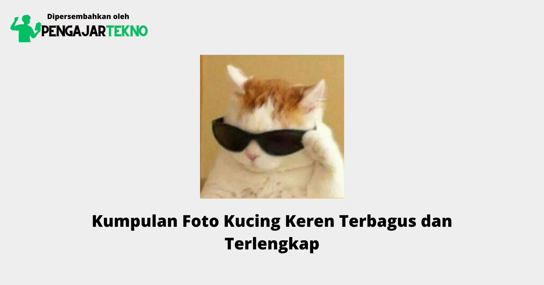 Foto Kucing Keren
