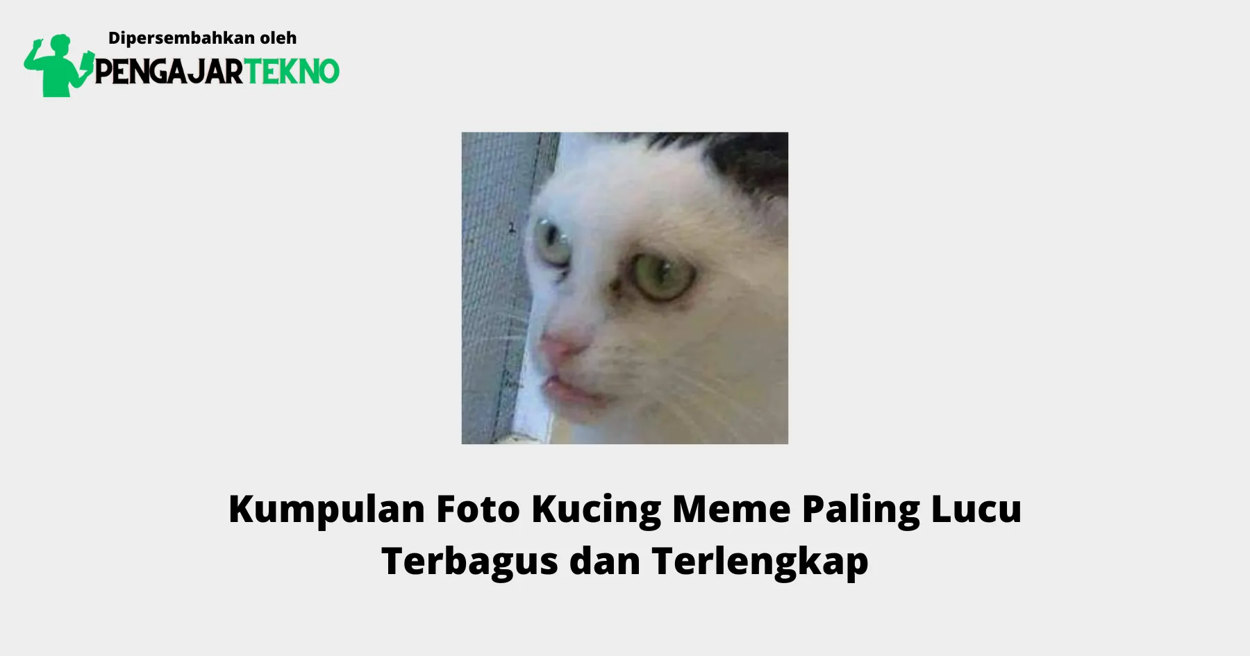 Foto Kucing Meme