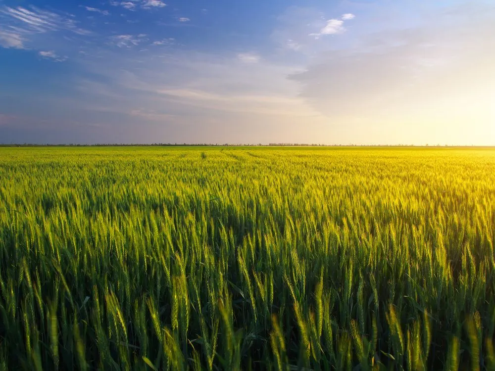 Kumpulan Foto Sawah Paling Indah Terbagus dan Terlengkap 31 Foto Sawah