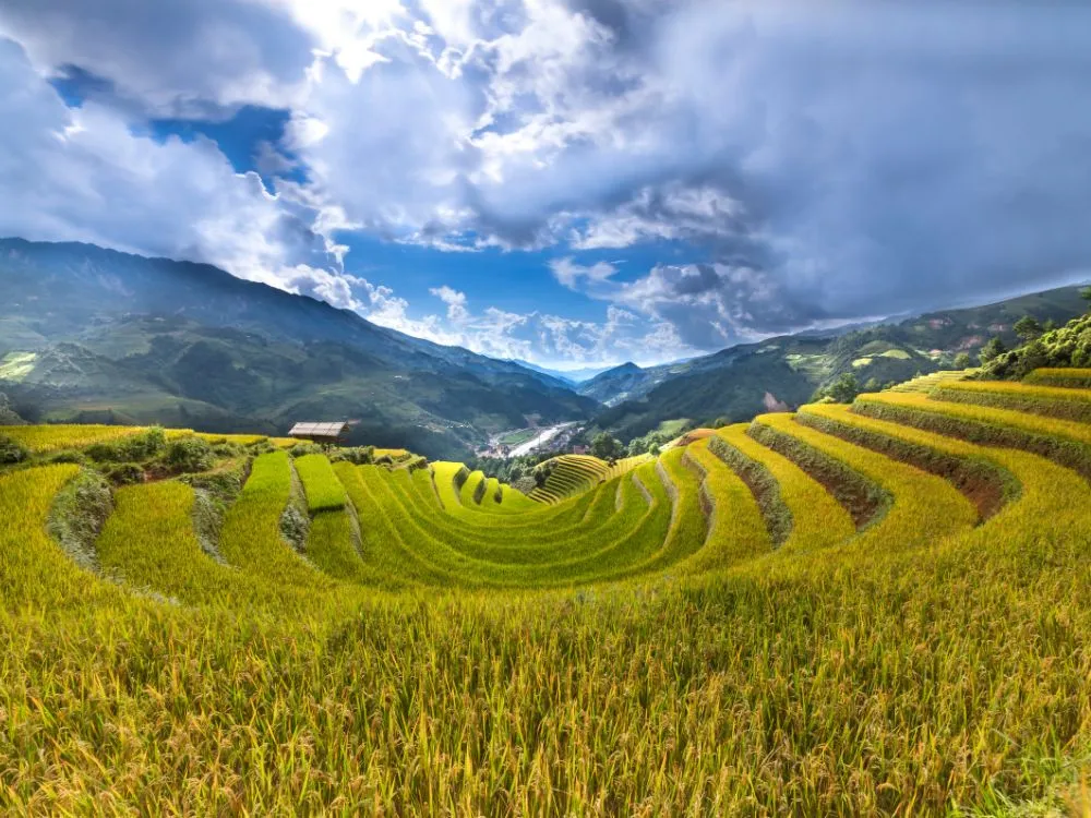 Kumpulan Foto Sawah Paling Indah Terbagus dan Terlengkap 22 Foto Sawah