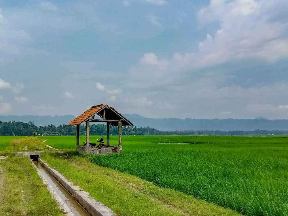 Kumpulan Foto Sawah Paling Indah Terbagus dan Terlengkap 21 Foto Sawah
