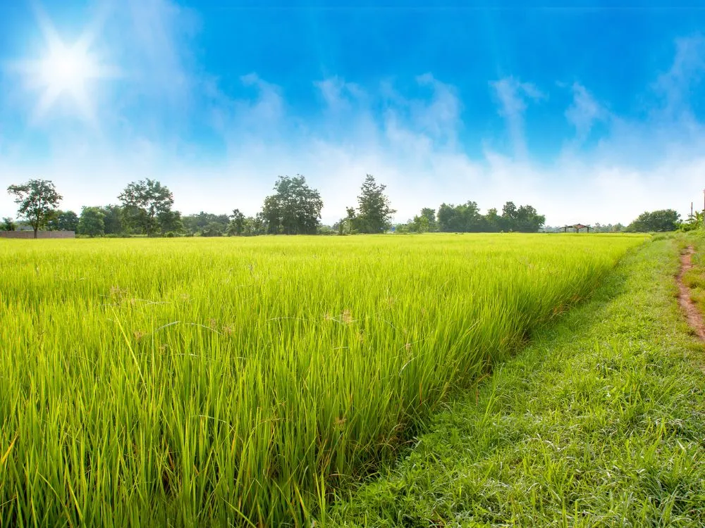 Kumpulan Foto Sawah Paling Indah Terbagus dan Terlengkap 19 Foto Sawah