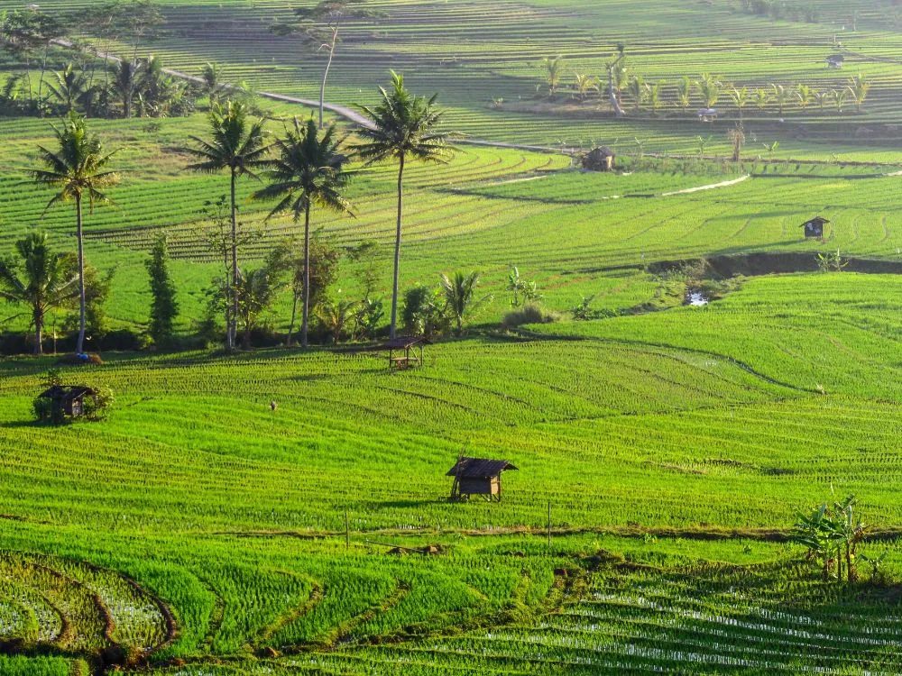 Kumpulan Foto Sawah Paling Indah Terbagus dan Terlengkap 18 Foto Sawah