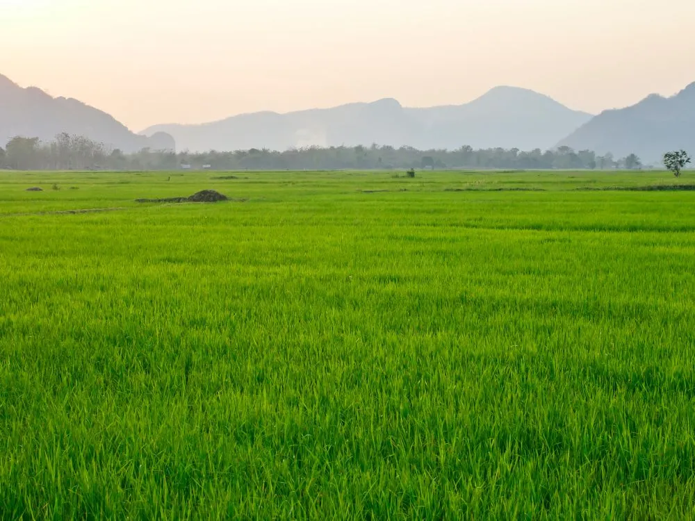 Kumpulan Foto Sawah Paling Indah Terbagus dan Terlengkap 17 Foto Sawah