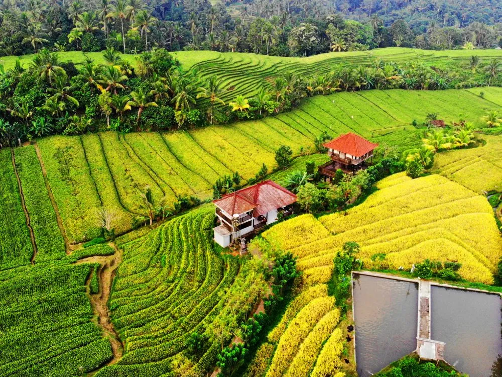 Kumpulan Foto Sawah Paling Indah Terbagus dan Terlengkap 15 Foto Sawah