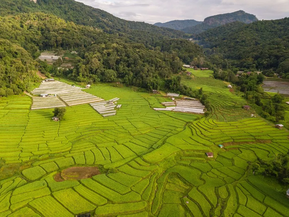 Kumpulan Foto Sawah Paling Indah Terbagus dan Terlengkap 14 Foto Sawah