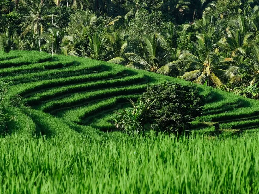 Kumpulan Foto Sawah Paling Indah Terbagus dan Terlengkap 13 Foto Sawah