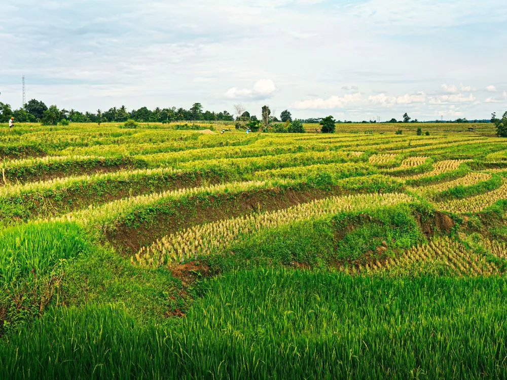 Kumpulan Foto Sawah Paling Indah Terbagus dan Terlengkap 30 Foto Sawah