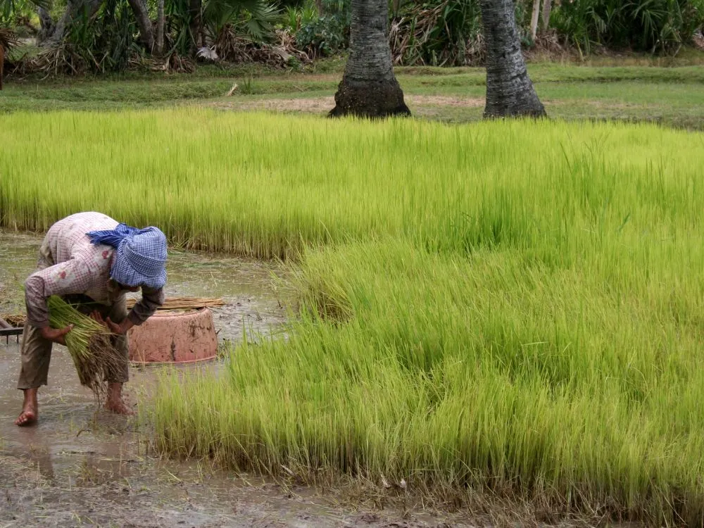 Kumpulan Foto Sawah Paling Indah Terbagus dan Terlengkap 12 Foto Sawah
