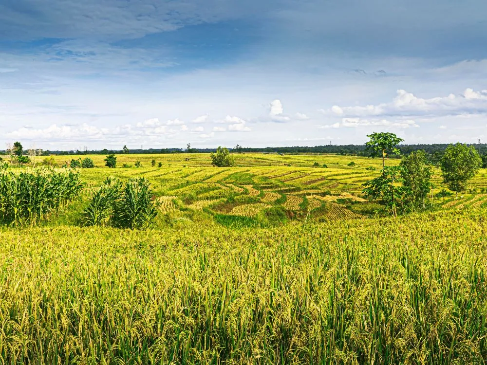 Kumpulan Foto Sawah Paling Indah Terbagus dan Terlengkap 11 Foto Sawah