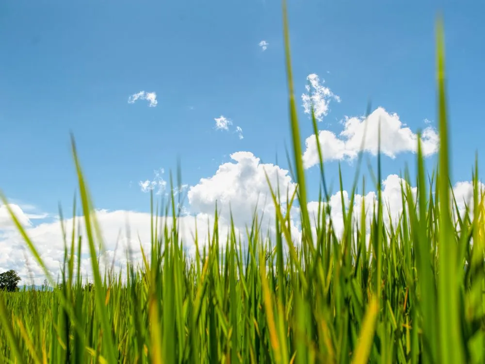 Kumpulan Foto Sawah Paling Indah Terbagus dan Terlengkap 10 Foto Sawah