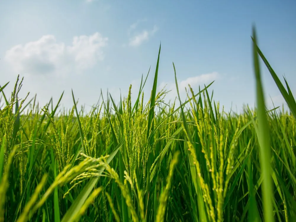 Kumpulan Foto Sawah Paling Indah Terbagus dan Terlengkap 9 Foto Sawah