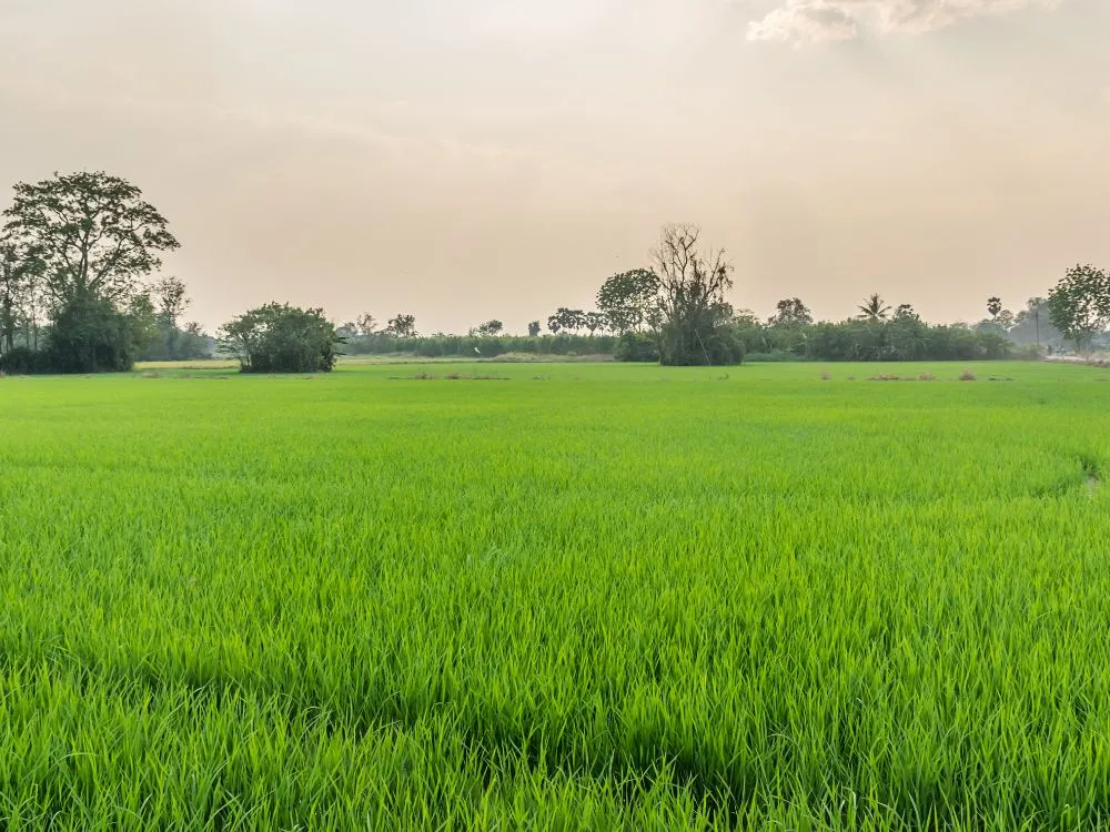 Kumpulan Foto Sawah Paling Indah Terbagus dan Terlengkap 8 Foto Sawah