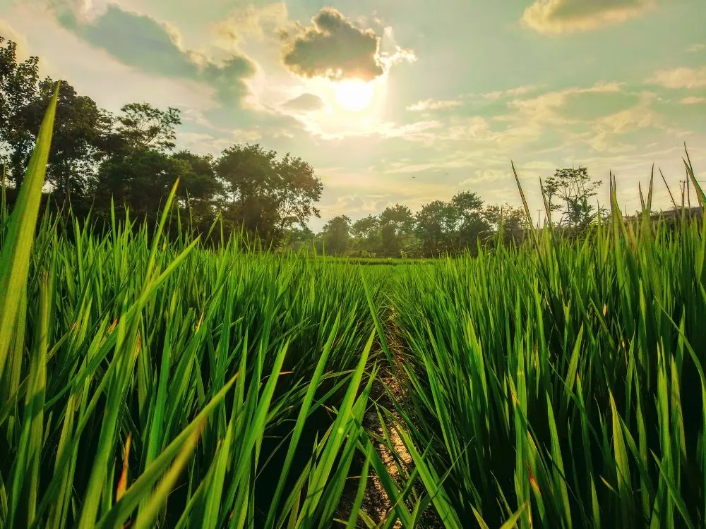 Kumpulan Foto Sawah Paling Indah Terbagus dan Terlengkap 7 Foto Sawah