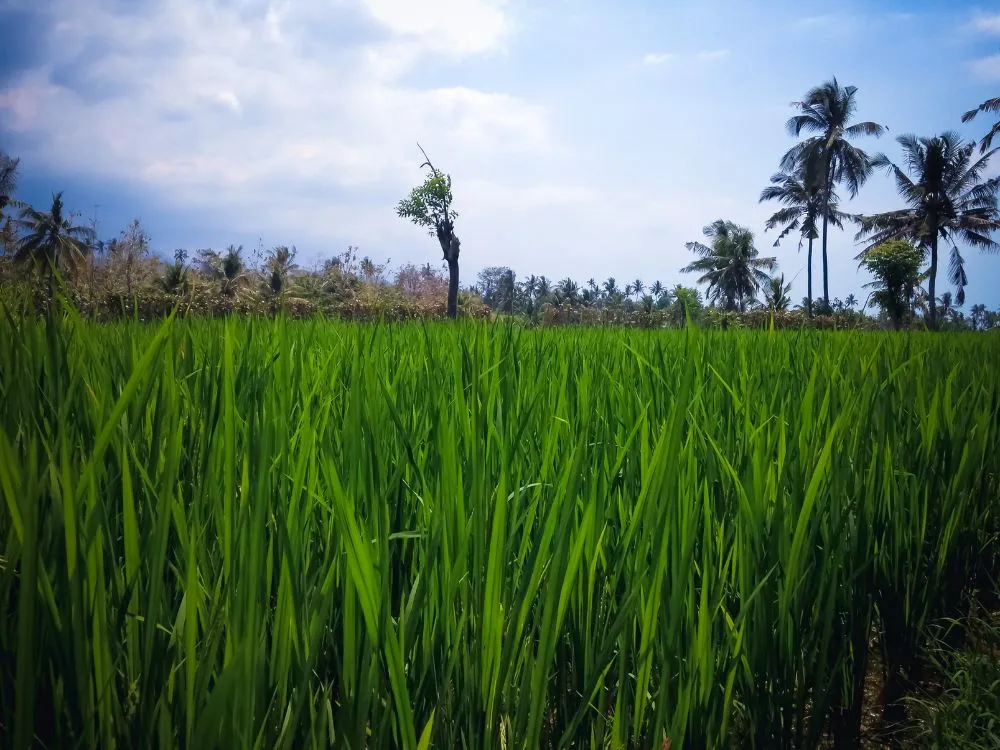Kumpulan Foto Sawah Paling Indah Terbagus dan Terlengkap 6 Foto Sawah