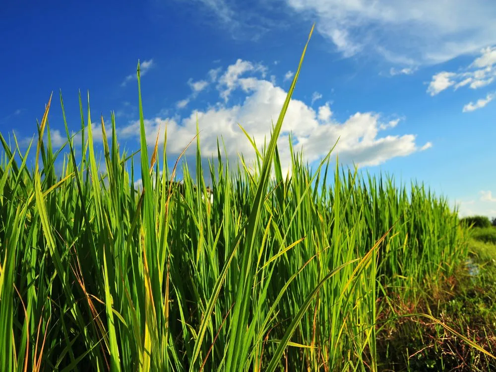 Kumpulan Foto Sawah Paling Indah Terbagus dan Terlengkap 5 Foto Sawah