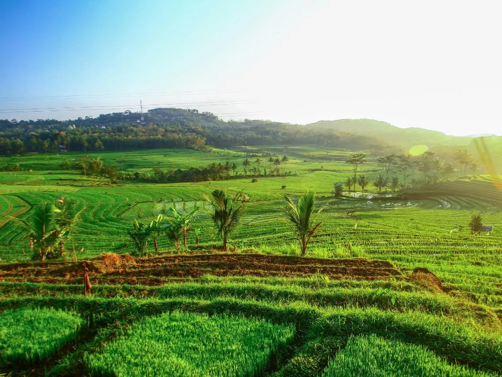 Kumpulan Foto Sawah Paling Indah Terbagus dan Terlengkap 4 Foto Sawah