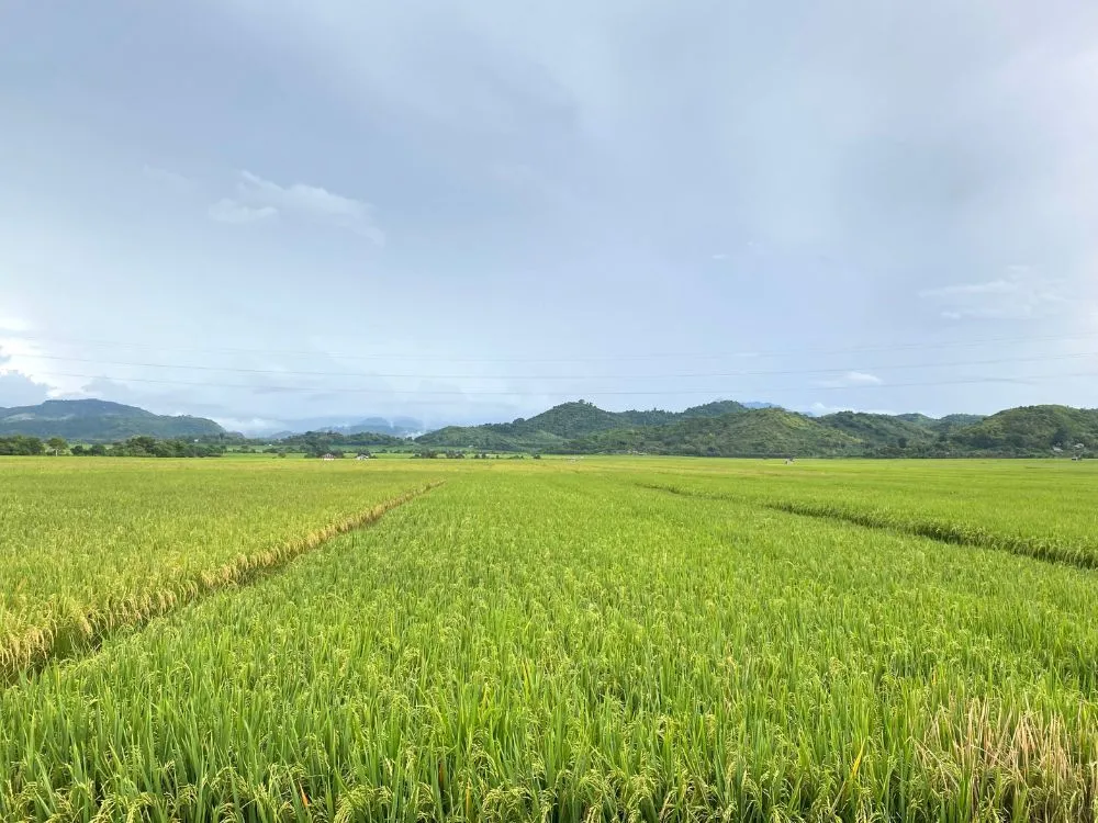 Kumpulan Foto Sawah Paling Indah Terbagus dan Terlengkap 3 Foto Sawah