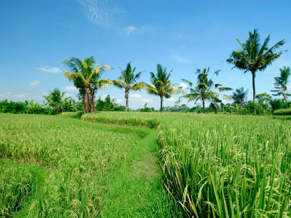 Kumpulan Foto Sawah Paling Indah Terbagus dan Terlengkap 29 Foto Sawah