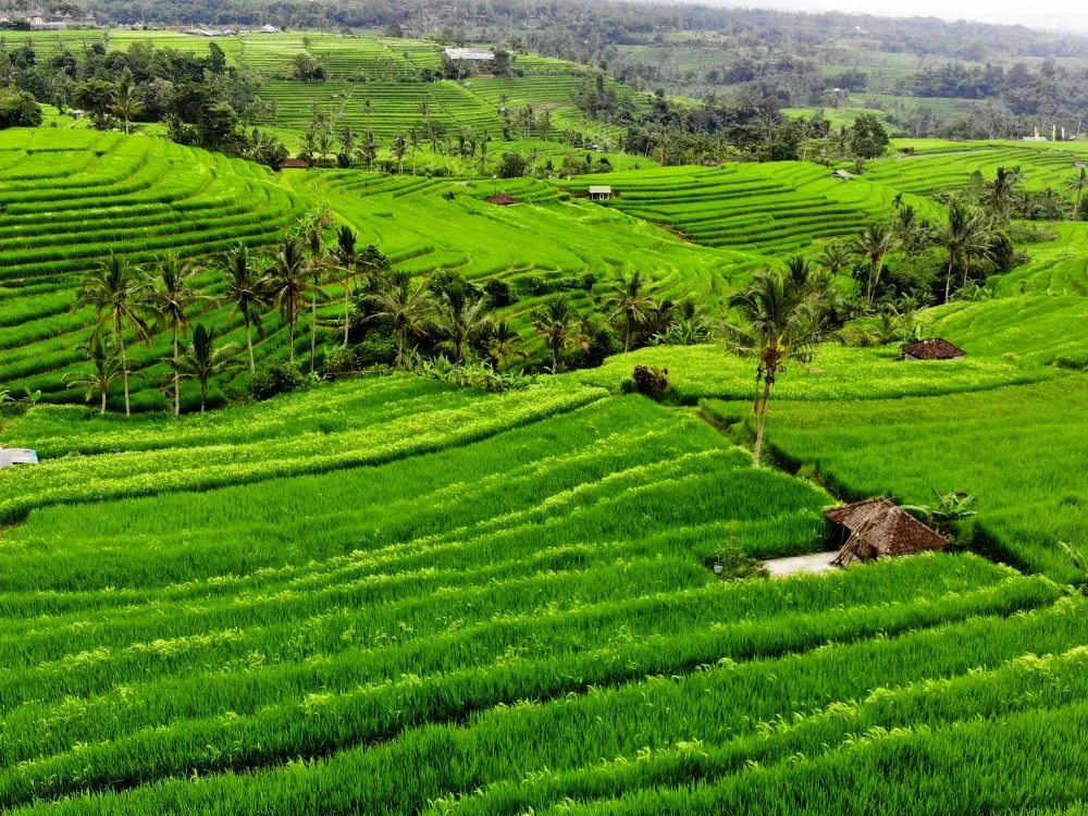 Kumpulan Foto Sawah Paling Indah Terbagus dan Terlengkap 2 Foto Sawah