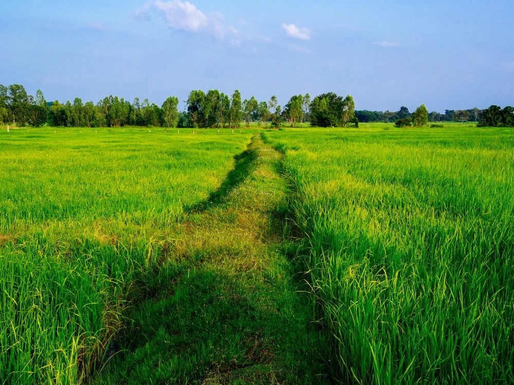 Kumpulan Foto Sawah Paling Indah Terbagus dan Terlengkap 28 Foto Sawah